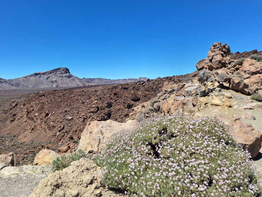 Canaries, Tenerife : coulée de lave au pied du Teide