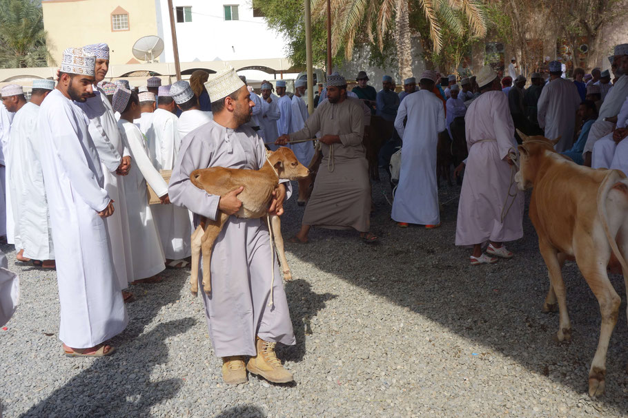 Oman, marché aux bestiaux de Nizwa, présentation des animaux