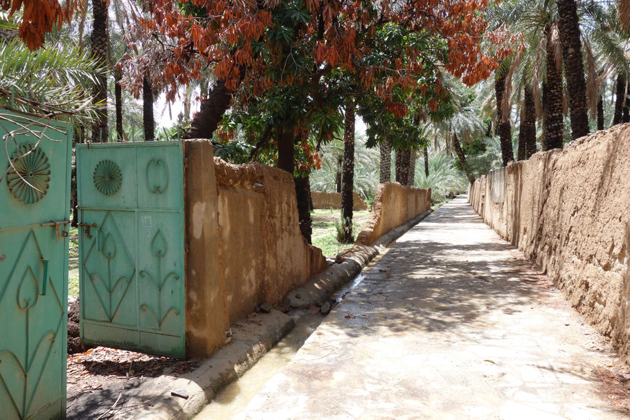 Oman, palmeraie d'Al Hamra