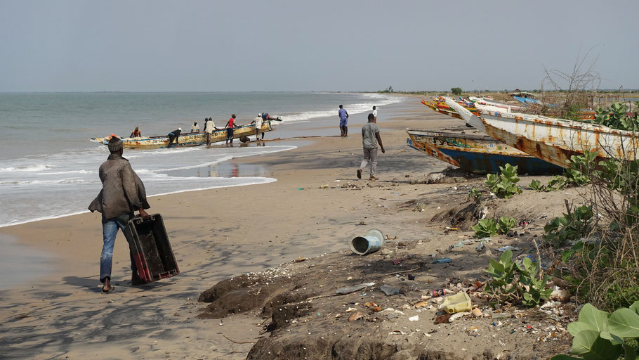 Sénégal, Siné Saloum : pirogues à Palmarin, retour de pêche