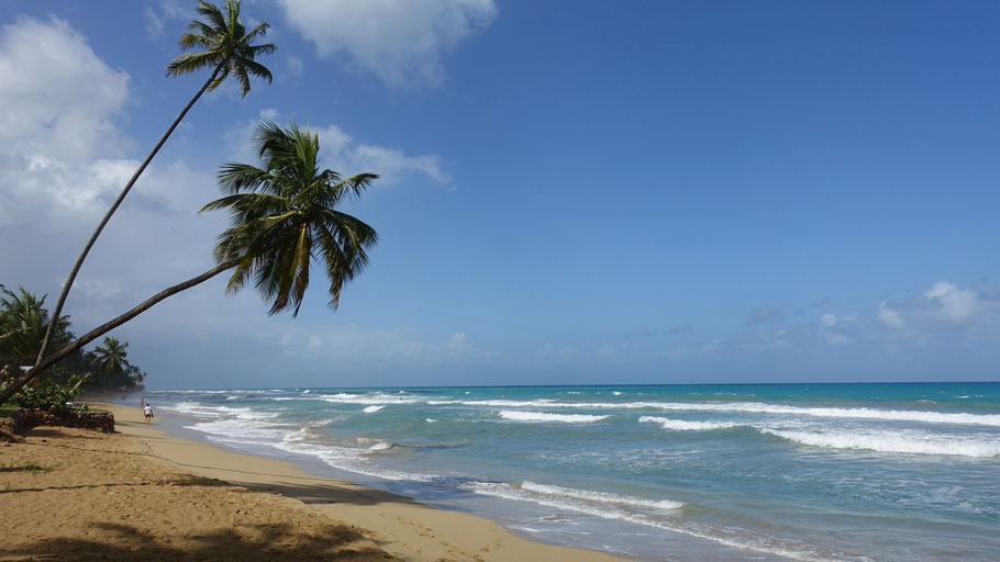 Las Terrenas (Playa Cosón) : plage et cocotiers penchés, la carte postale de la République Dominicaine