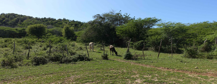 Punta Rucia : paysage champêtre assez étonnant près de la lagune et le Manati View Point