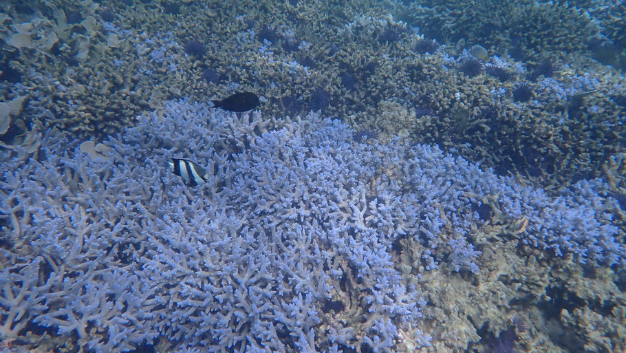 Rodrigues : magnifiques coraux bleus au large de Rivière Banane