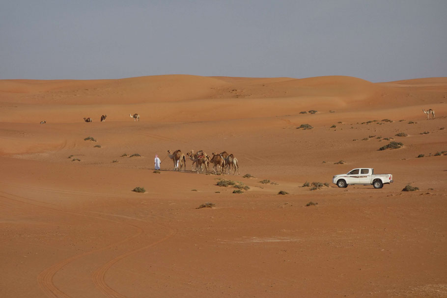 Oman, désert de Wahiba Sands : regroupement des dromadaires du Nomadic Desert Camp