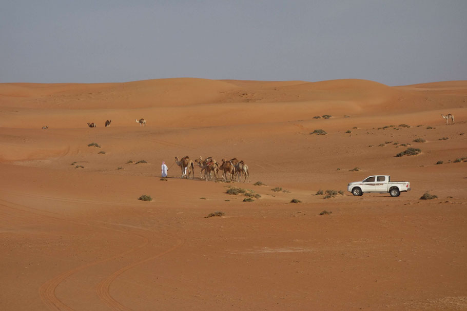 Oman, désert de Wahiba Sands : regroupement des dromadaires du Nomadic Desert Camp