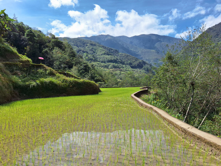 Balade au milieu des rizières d'Hapao/Hungduan