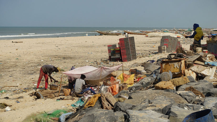 Sénégal, Saint-Louis : pêcheurs en train de préparer les poissons sur la plage de Guet N'Dar