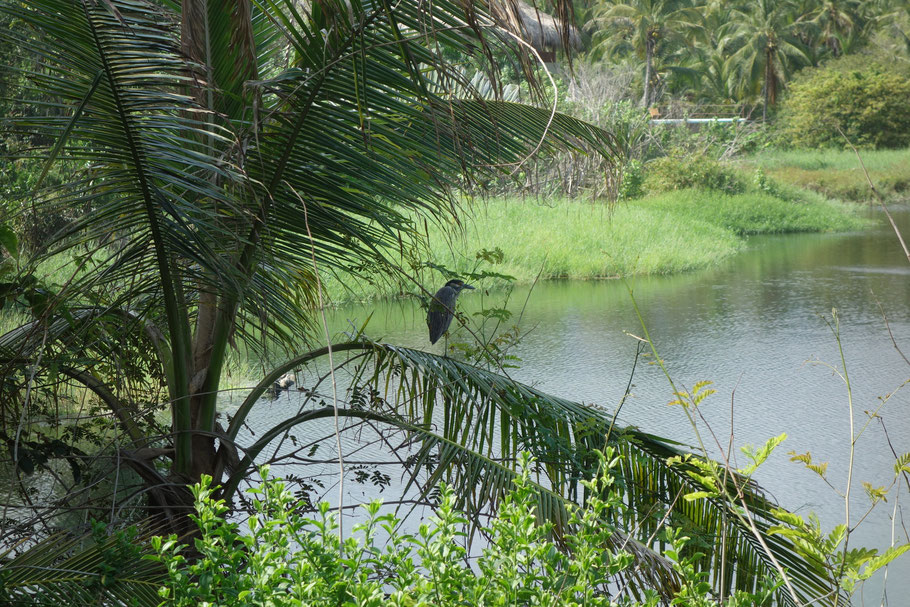 Colombie, oiseau près de Maloka Barlovento à Los Naranjos