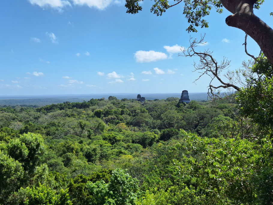 Guatemala : panorama sur la jungle et les pyramides-temples de la Grande Place de Tikal