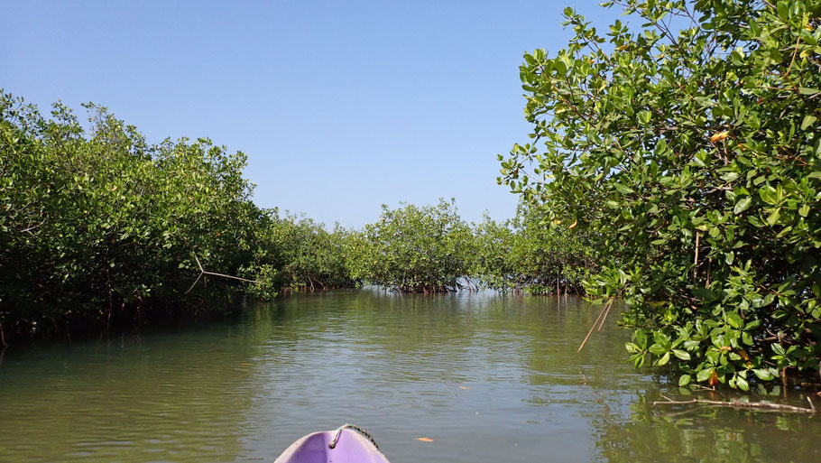 Sénégal, Petite-Côte : dans un bolong de la lagune de La Somone