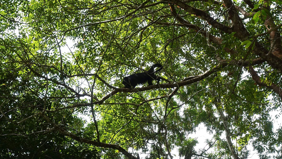 Belize, San Ignacio : singe hurleur dans un arbre de Cahal Pech