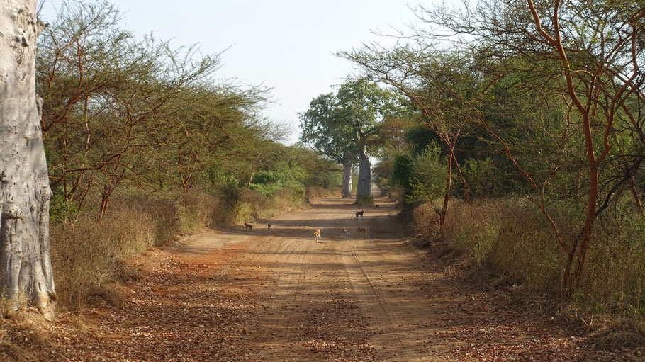 Sénégal, une jolie piste de la réserve de Bandia
