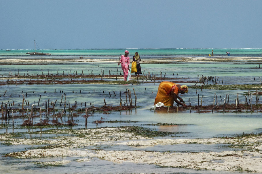 Zanzibar : ramasseuses d'algues à Jambiani