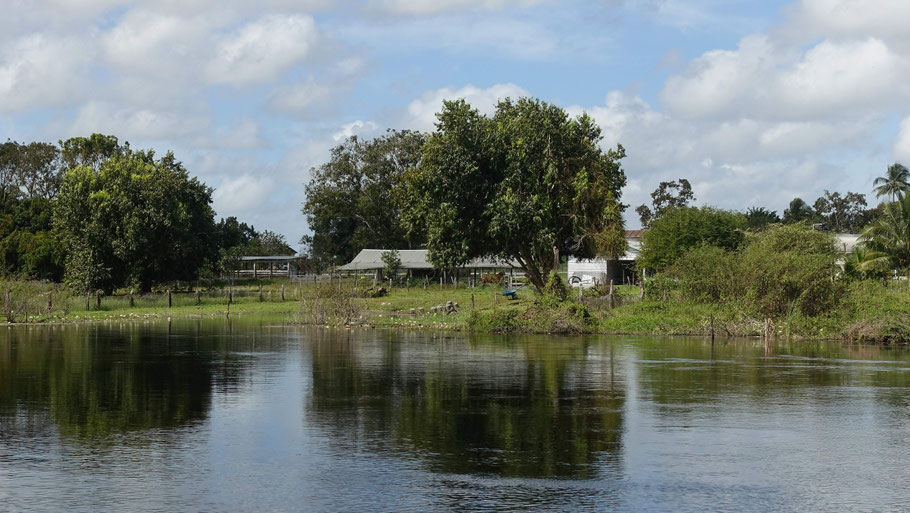 Belize : ferme de la communauté mennonite de Shipyard le long de la New River