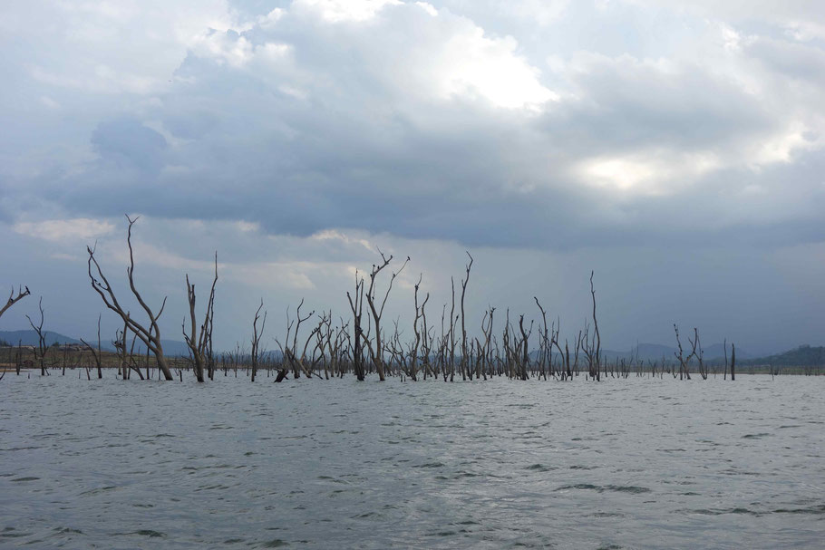 Sri Lanka : Gal Oya National Park, retenue d'eau de Senanayaka Samudra à Inginiyagala 