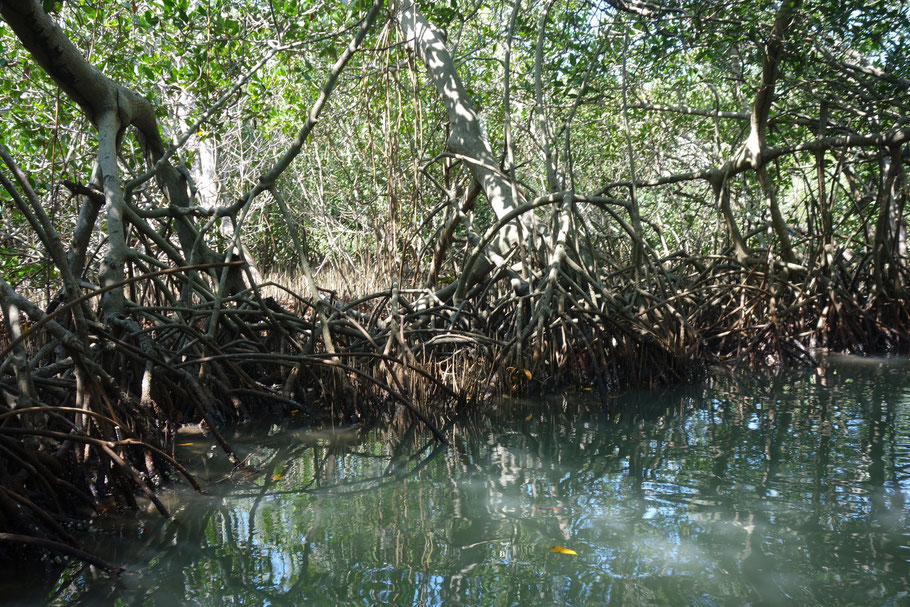 Colombie : mangrove de la Boquilla