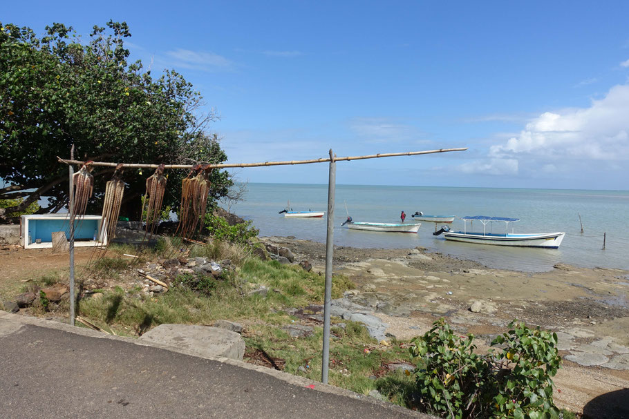 Rodrigues : séchage de poulpes le long de la route côtière