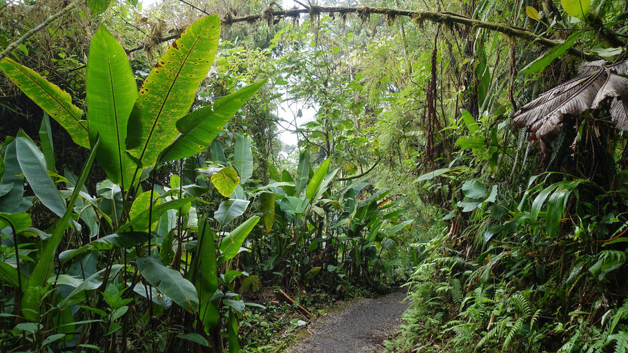 Costa Rica : sentier dans la Reserva Bosque Nuboso