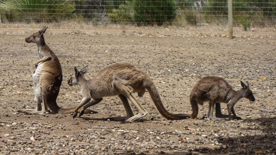 Australie : kangourous dans le Kangaroo Island Wildlife Park