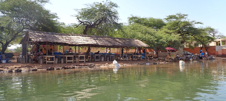 Chez les dames, élevage d'huîtres de l'espèce sénégalaise, sur la lagune de La Somone