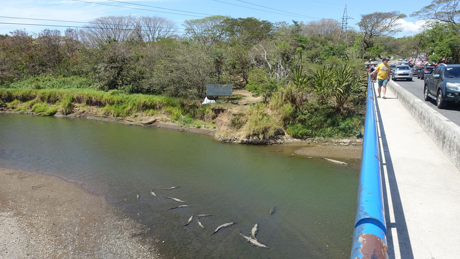 Costa Rica : pont aux crocodiles de Tarcoles