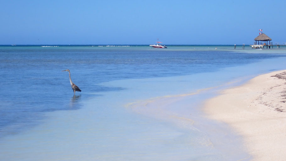 République Dominicaine : nn héron près de l'hôtel Punta Rucia Lodge