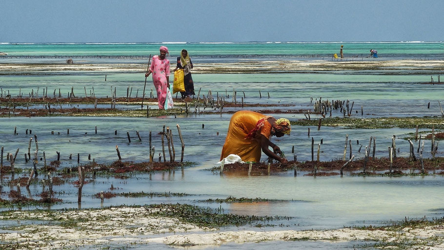 Zanzibar : ramasseuses d'algues à Jambiani