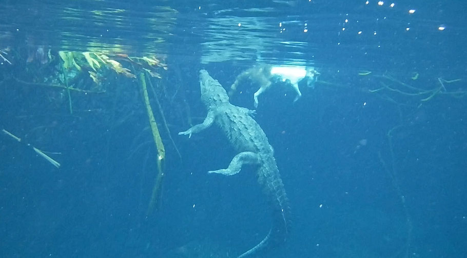 Mexique, Yucatan : Le crocodile de Morelet du Casa Cenote près de Tulum