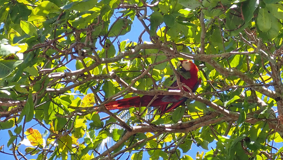 Costa Rica : Ara Macao ou Ara rouge sur la plage déserte de Fantasia