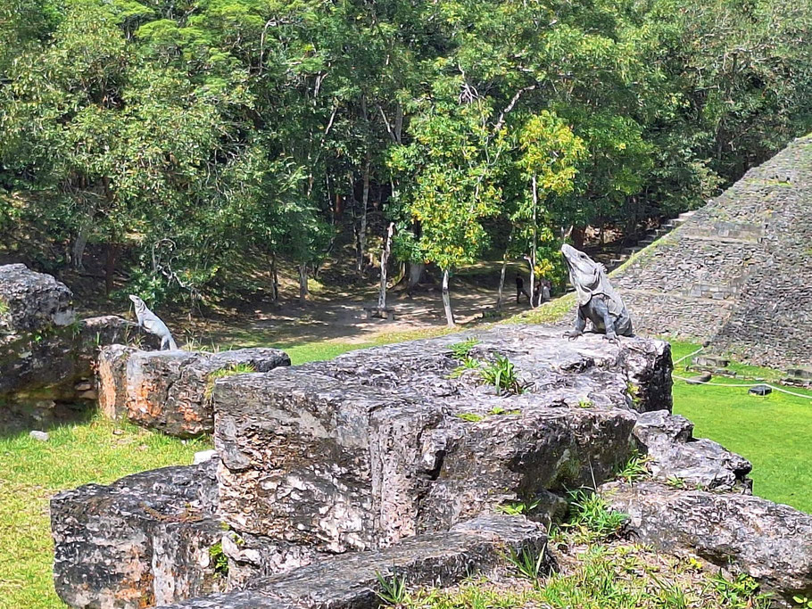 Belize, Xunantunich : iguanes profitant du soleil