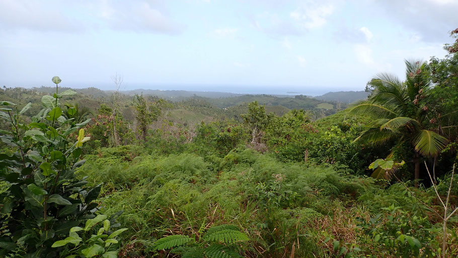 République Dominicaine, péninsule de Samana : vue sur la mer pendant la marche vers la cascade d'El Limon