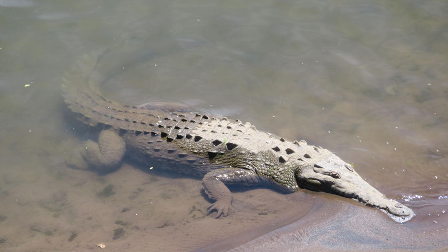 Costa Rica : crocodile dans le rio Tarcoles