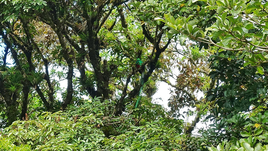 Costa Rica, réserve de Curi Cancha : Quetzal resplendissant dans les arbres