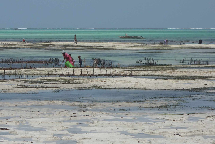 Zanzibar : ramasseuses d'algues à Jambiani