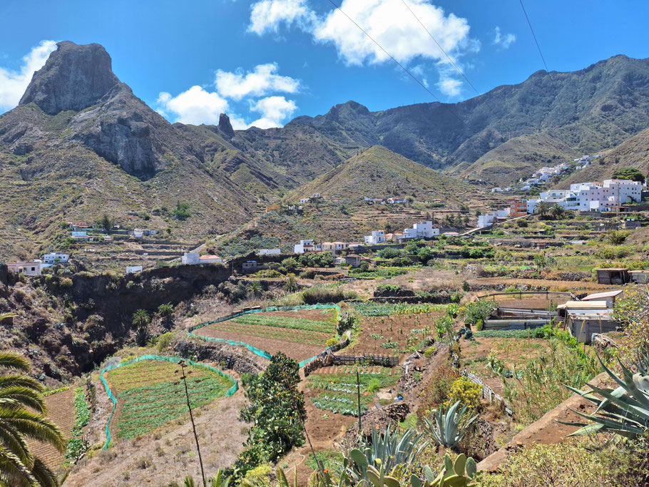 Canaries, Tenerife : cultures en terrasses à Taganana