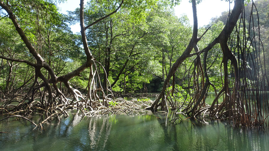 Les impressionnantes racines de la mangrove dans le parc de Los Haïtises