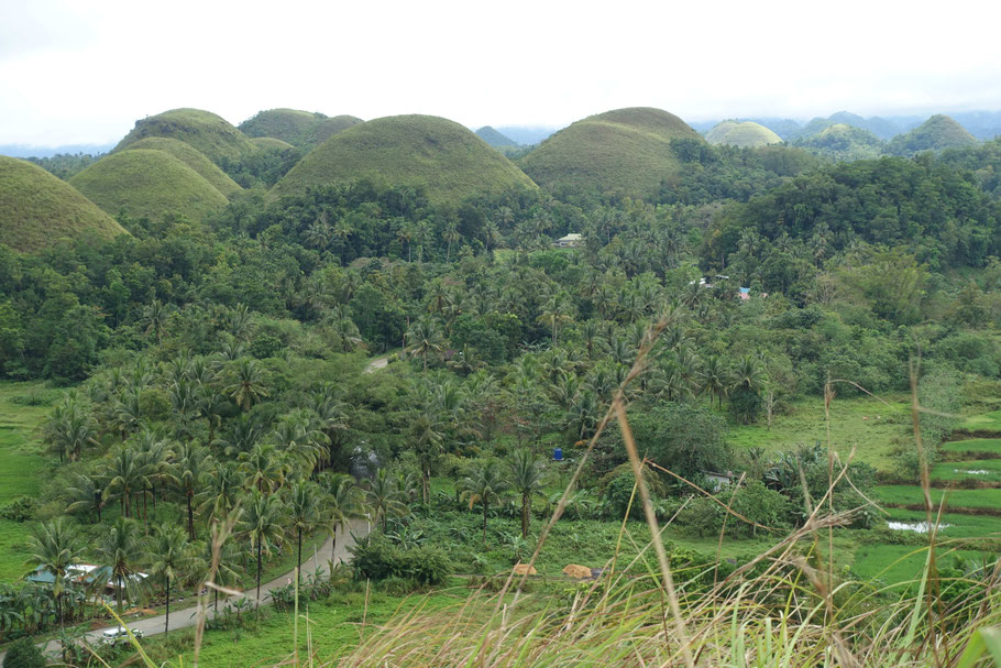Vue sur les Chocolate Hills de l'une des collines
