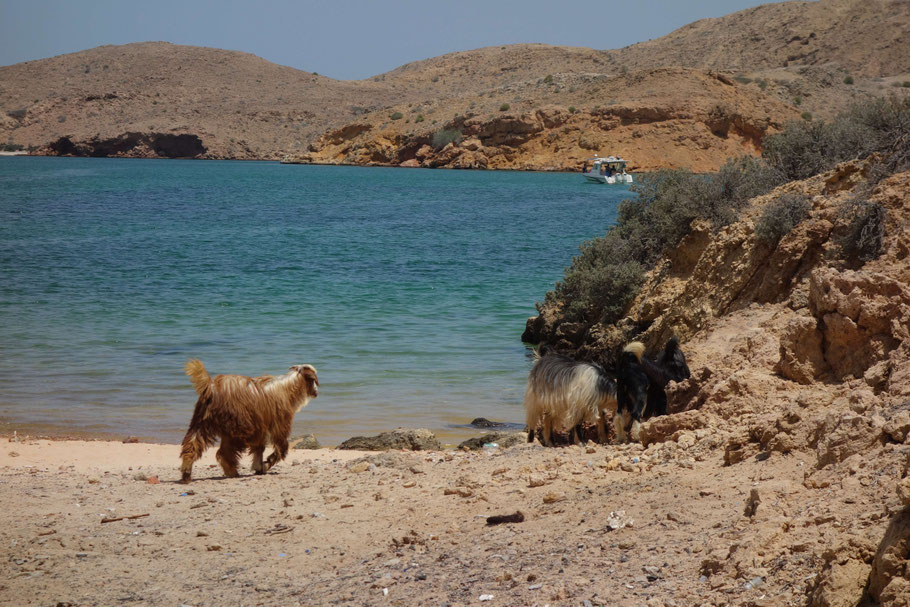 Oman, chèvres sur la plage : baie d’Al Kheiran ou Bandar Al Khairan