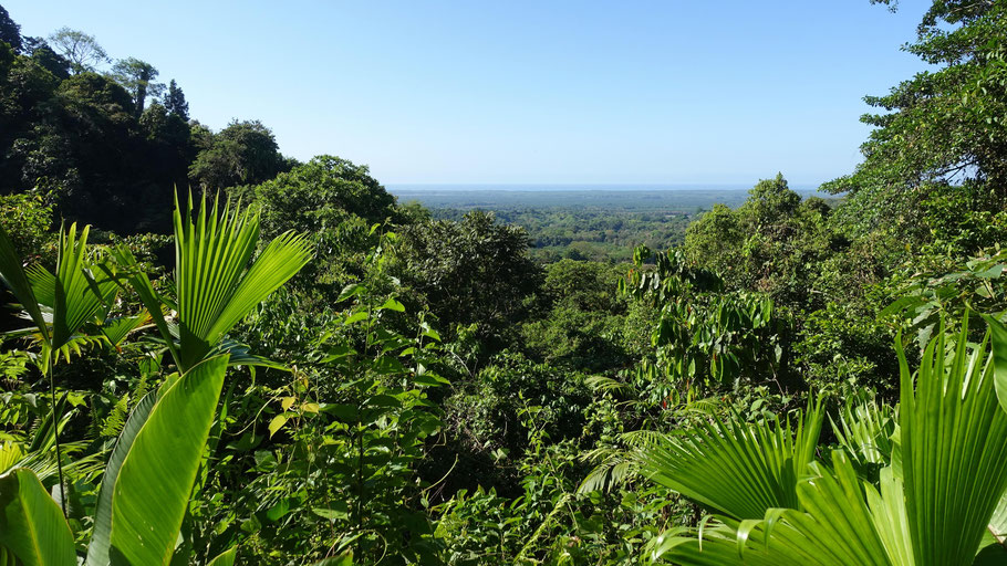 Costa Rica : en haut du parc Rainmaker, la vue sur la forêt et le Pacifique au loin est splendide