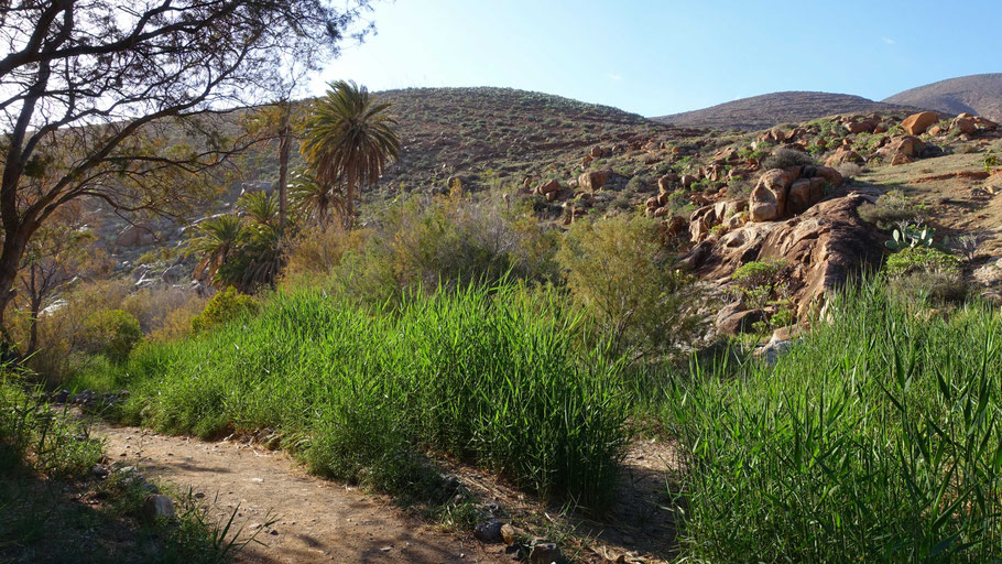 Fuerteventura : El Barranco de las Peñitas 