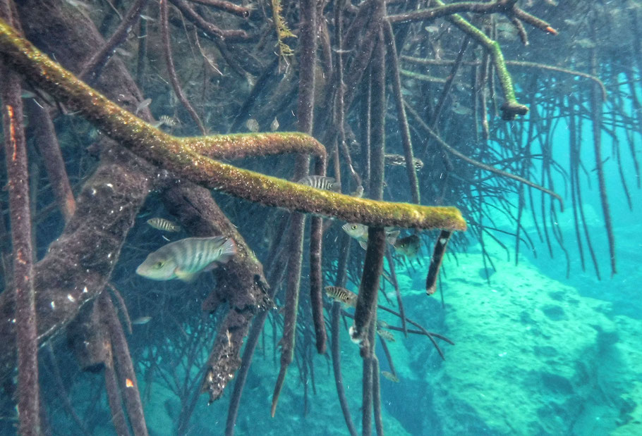 Mexique, Yucatan : poissons dans les racines de la mangrove (Casa Cenote)