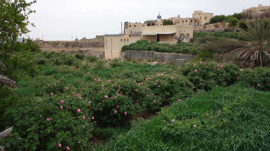 Oman, plateau de Sayq : mosquée d'Al Ayn et plantations de rosiers