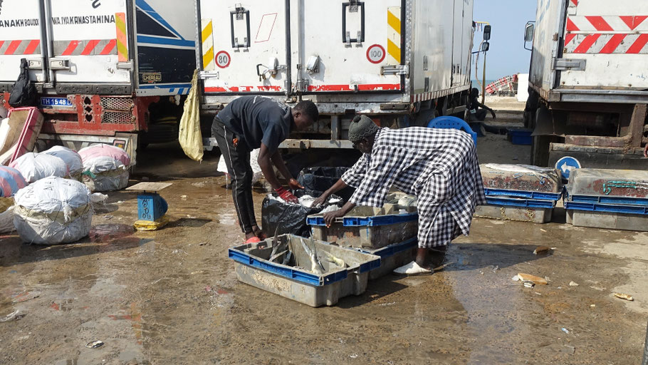 Sénégal, Saint-Louis : marché aux poissons de Guet N'Dar 