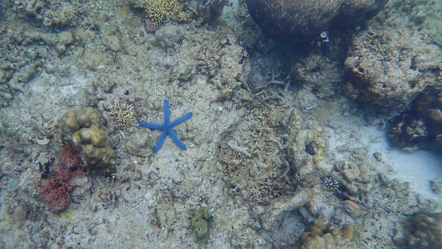 Snorkeling à Helicopter Island (Palawan)