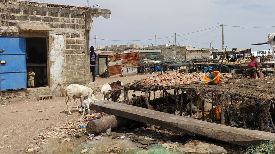 Sénégal, Sine Saloum : poissons séchés dans le village de Djiffer