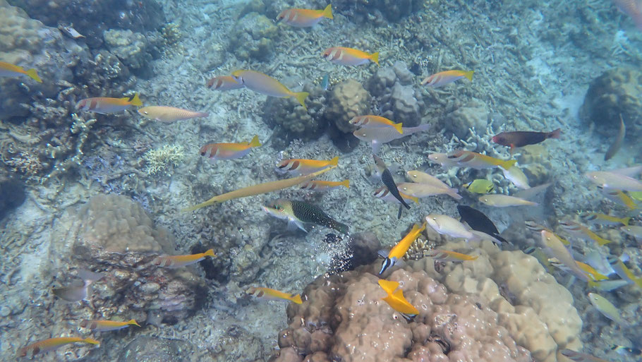Snorkeling dans l'archipel de Bacuit (Palawan)
