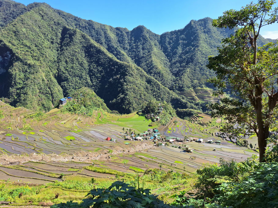 Philippines : Rizières de Batad (île de Luzon)