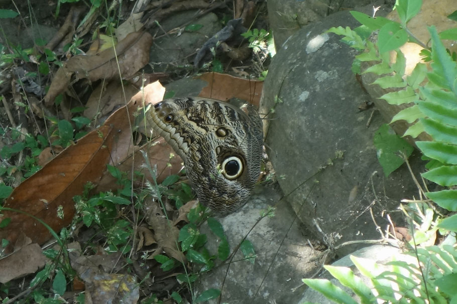 Le Caligo ou papillon hiboux, parc de Taironaka, Colombie