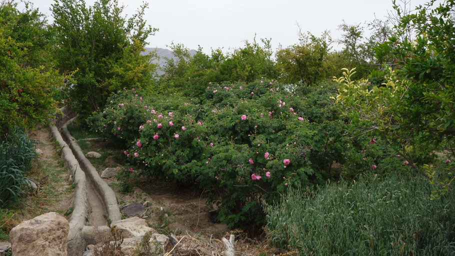 Oman, falaj et plantation de rosiers sur le plateau de Sayq