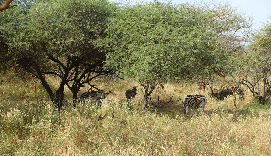 Sénégal, zèbres dans la réserve de Bandia